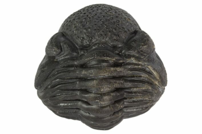 Bargain, Wide, Enrolled Pedinopariops Trilobite #125105